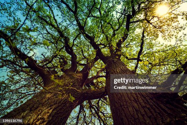 big oak in the sunlight - oak woodland stock pictures, royalty-free photos & images