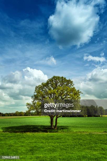 big oak in the sunlight - oak leaf stock pictures, royalty-free photos & images