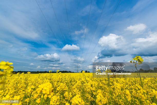 power lines over rape field in germany - biofuels stock pictures, royalty-free photos & images