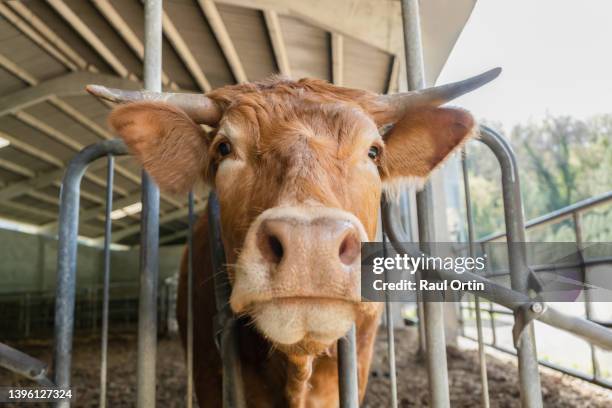 closeup portrait of a brown cow on livestock farm - cowshed stock pictures, royalty-free photos & images