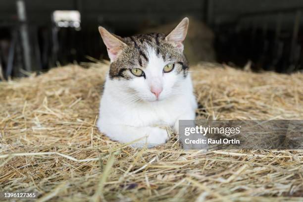 portrait of a cat resting on straw in a farm - straw stock pictures, royalty-free photos & images