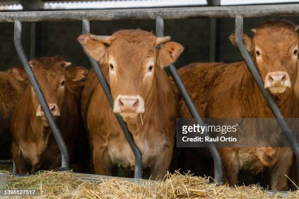 portrait of three brown cows in stable.food and farming industry. - cowshed stock pictures, royalty-free photos & images
