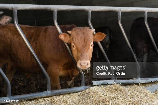 portrait of a brown cow in stable.farming concept - cowshed stock pictures, royalty-free photos & images
