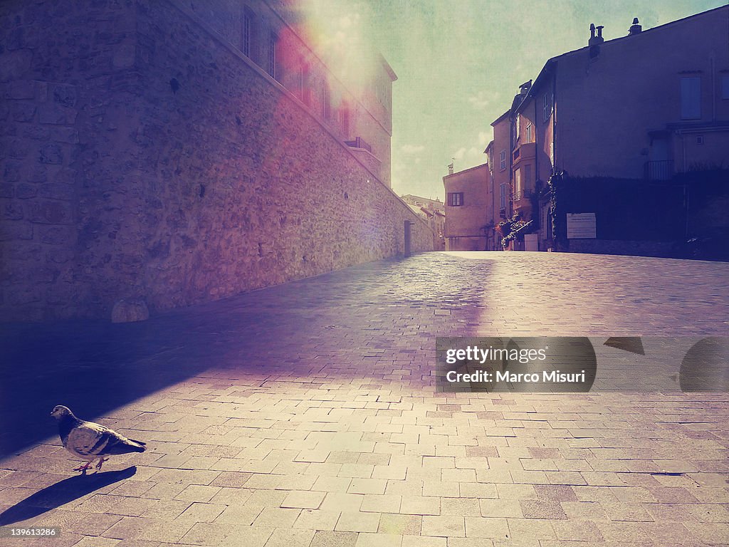 Pigeon on sunny square