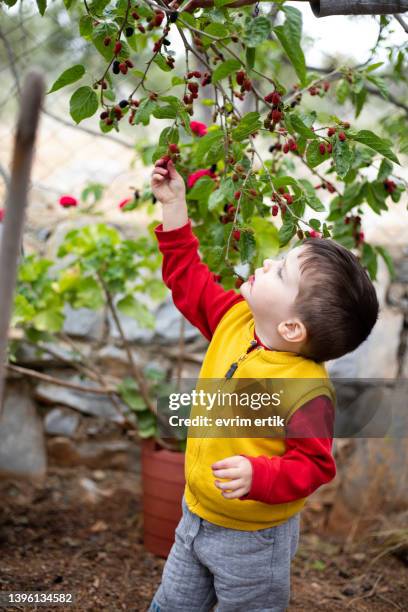 little boy eating rasperry - brambleberry stock pictures, royalty-free photos & images