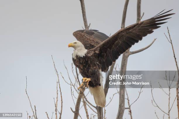 bald eagle on perch taking flight to move to another tree closer to the nest - perch stock pictures, royalty-free photos & images