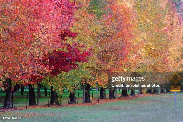 large colorful trees with autumn leaves in australia. - autumn phillips fotografías e imágenes de stock