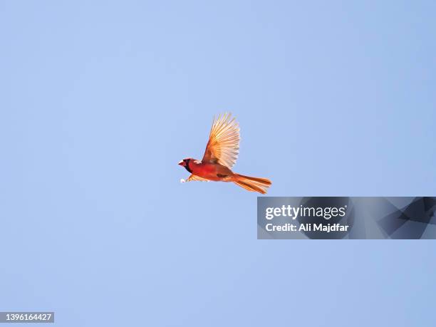 male cardinal in fly - blue cardinal bird imagens e fotografias de stock