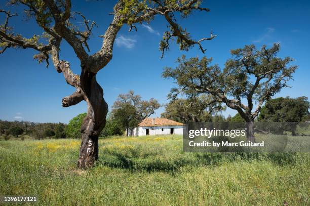 cork trees framing a farm house along the rota vicentina hiking trail near cercal do alentejo in southwest portugal. - alentejo stockfoto's en -beelden