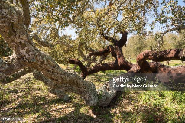 a fantastically beautiful old cork oak tree along the rota vicentina near the village of cercal do alentejo in southwest portugal. - cork tree fotografías e imágenes de stock