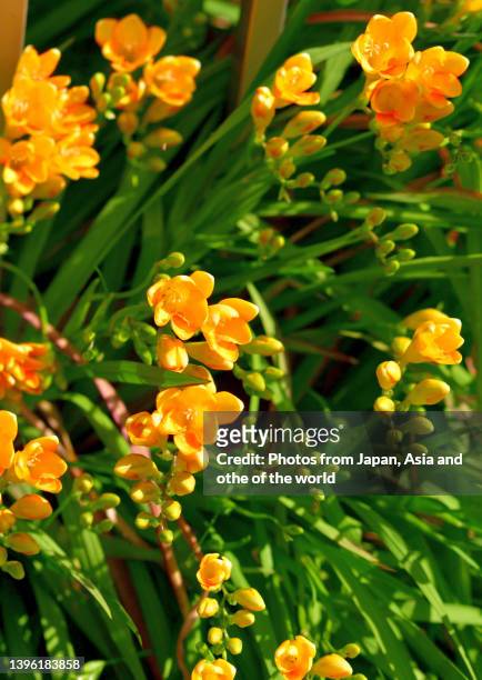 freesia flowers - freesia flowers stock pictures, royalty-free photos & images