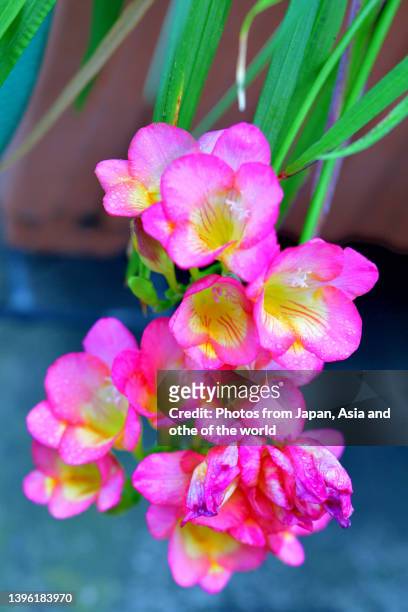 freesia flowers - freesia stockfoto's en -beelden