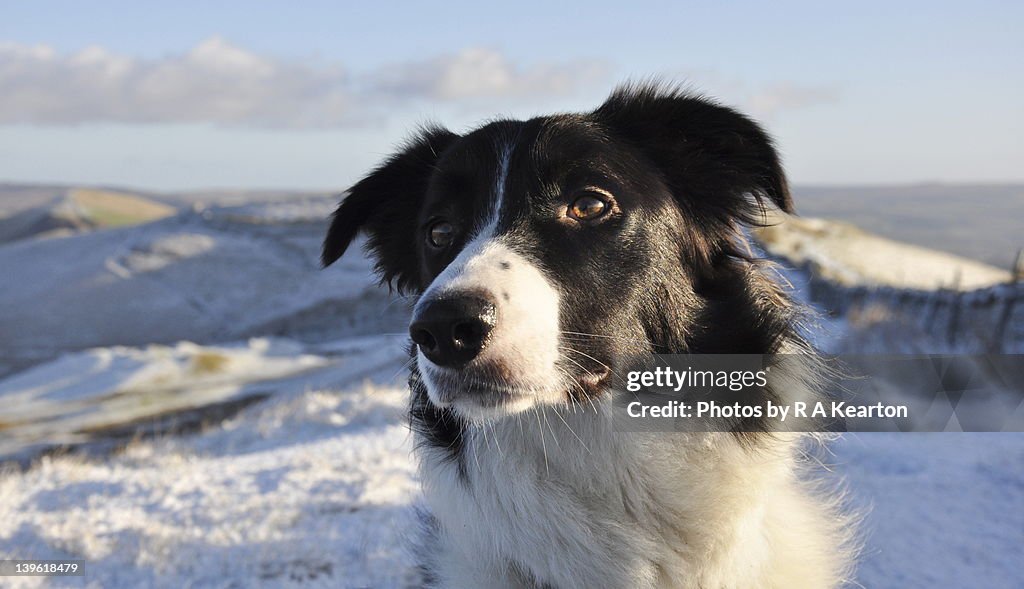 Collie dog in snow
