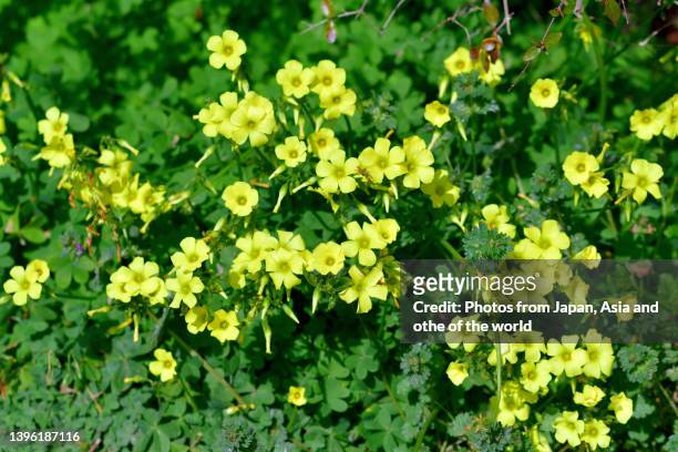 oxalis pes-caprae / bermuda buttercup / sourgrass / british weed - acederilla fotografías e imágenes de stock