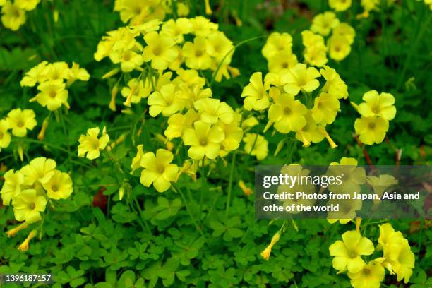 oxalis pes-caprae / bermuda buttercup / sourgrass / british weed - buttercup stock pictures, royalty-free photos & images
