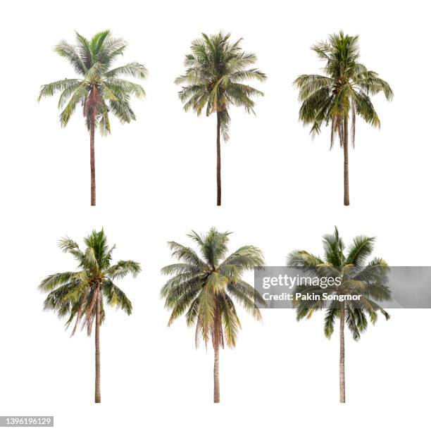 collections coconut palm tree isolated on white background, clipping path - palm tree on white stock pictures, royalty-free photos & images