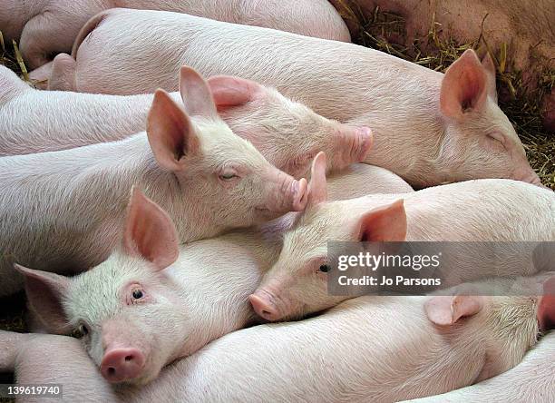 pink piglets - pig stock pictures, royalty-free photos & images