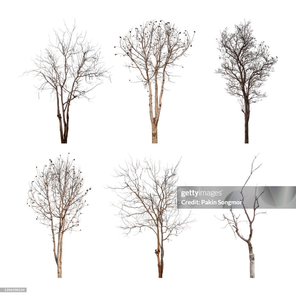 Collections dead tree against isolated on white background, clipping path