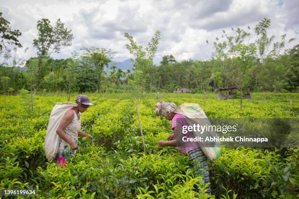 Chitrakumari and K. A. Punchimeneke pick tea leaves in a tea garden on April 23, 2022 in Eheliyagoda, Sri Lanka.Domestic tea crop production in Sri...