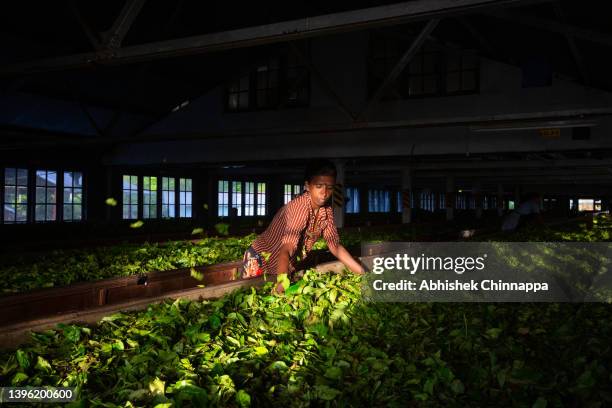 Labukelle Sri Lankan Tea Industry Photos and Premium High Res Pictures - Getty Images