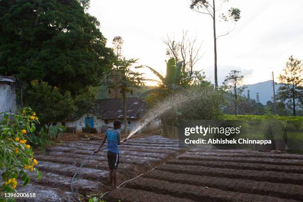 Labukelle Sri Lankan Tea Industry Photos and Premium High Res Pictures - Getty Images