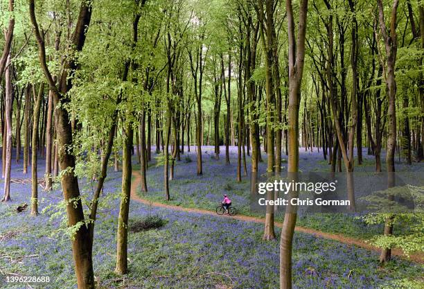 An aerial view of cyclist passing a carpet of Bluebells at Micheldever Wood on May 5,2022 in Micheldever, England.