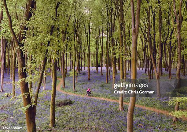 An aerial view of cyclist passing a carpet of Bluebells at Micheldever Wood on May 5,2022 in Micheldever, England.