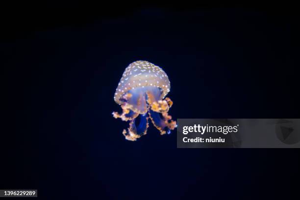 jellyfish floating in water - bioluminescence stock pictures, royalty-free photos & images