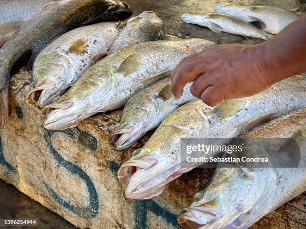 a fresh catch of fish being sorted on the shore, negombo, sri lanka. - negombo stockfoto's en -beelden