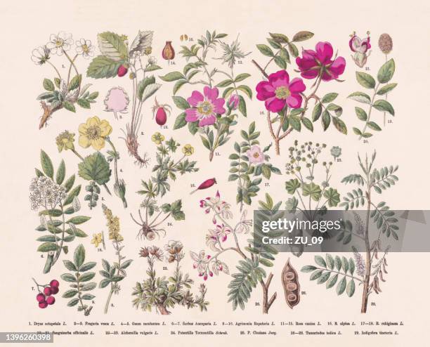 stockillustraties, clipart, cartoons en iconen met flowering plants (rosids), hand-colored wood engraving, published in 1887 - agrimonia-eupatoria