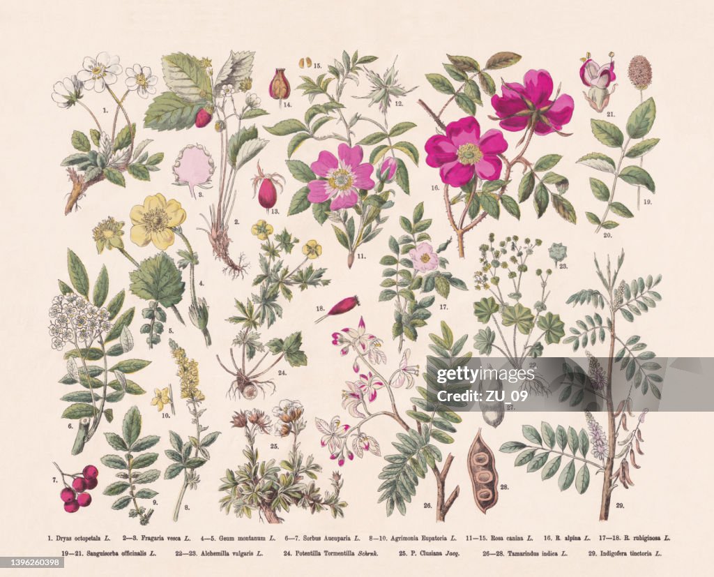 Flowering plants (Rosids), hand-colored wood engraving, published in 1887