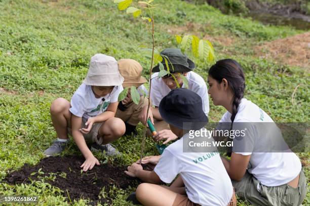 group volunteer planting a forest as save world concept - reforestation stock pictures, royalty-free photos & images