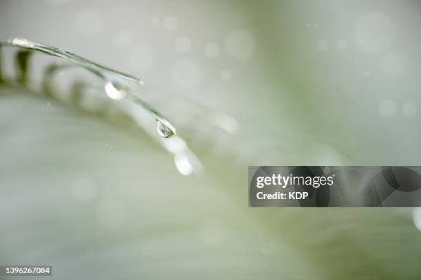 natural background of palm tree foliage with water rain drop, abstract backgrounds. - palm tree white background stock pictures, royalty-free photos & images