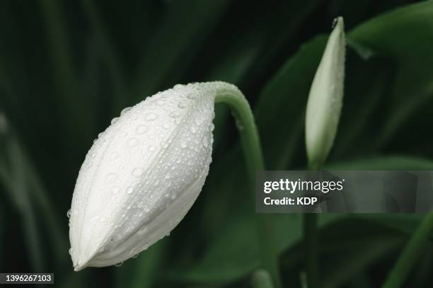 lily budding flower against with lush foliage background. - leaf close up stock pictures, royalty-free photos & images