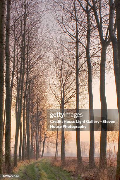 misty winter sunrise at poplar avenue - oost vlaanderen stock pictures, royalty-free photos & images