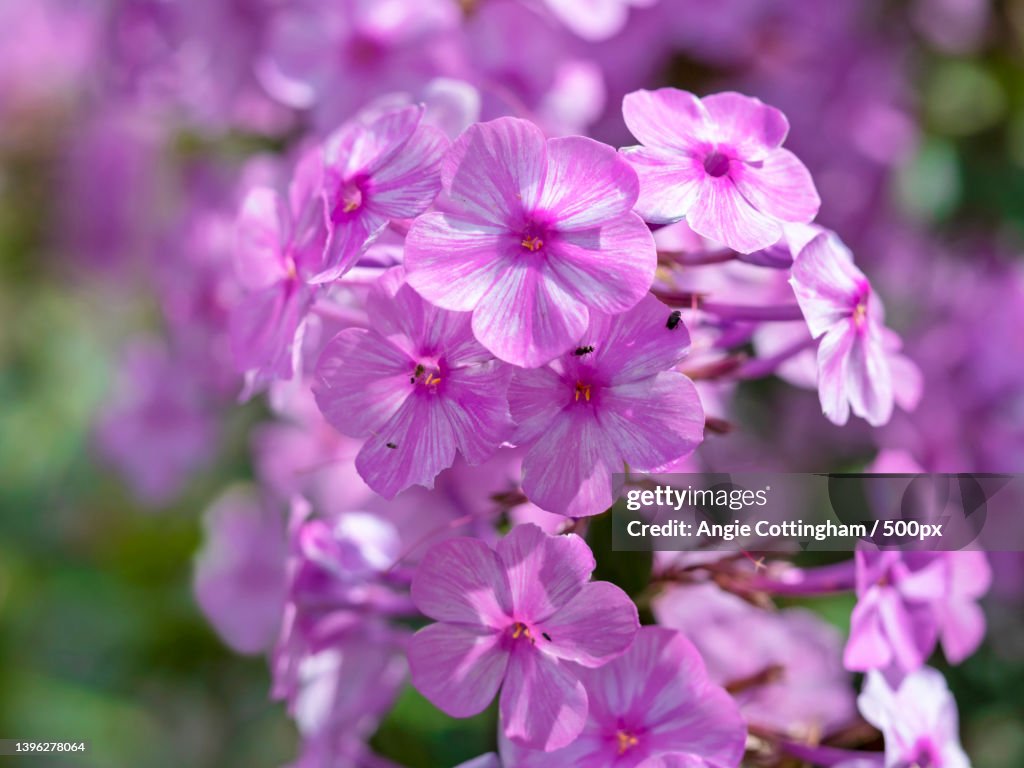 Pretty pink flowers of Phlox maculata Alpha
