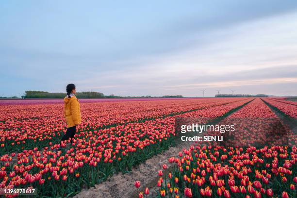 colorful tulip flower fields in keukenhof, lisse at dusk in netherlands - south holland ストックフォトと画像
