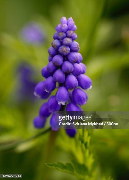 close-up of purple flowering plant - グレープヒヤシンス ストックフォトと画像