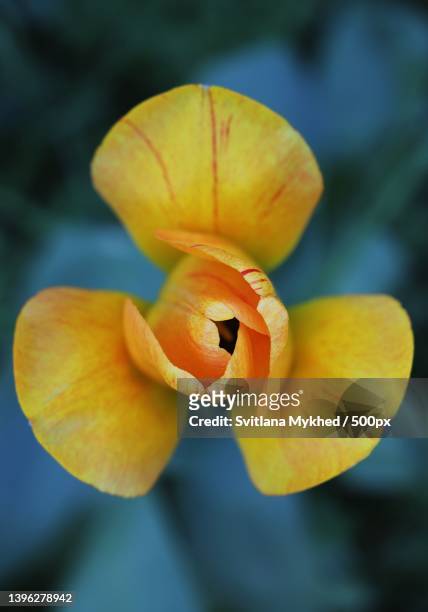 fleur tulipe jaune macro gros plan 1 - fleur macro stock pictures, royalty-free photos & images