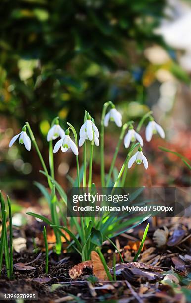 close-up of white flowering plant on field - snowdrop bildbanksfoton och bilder