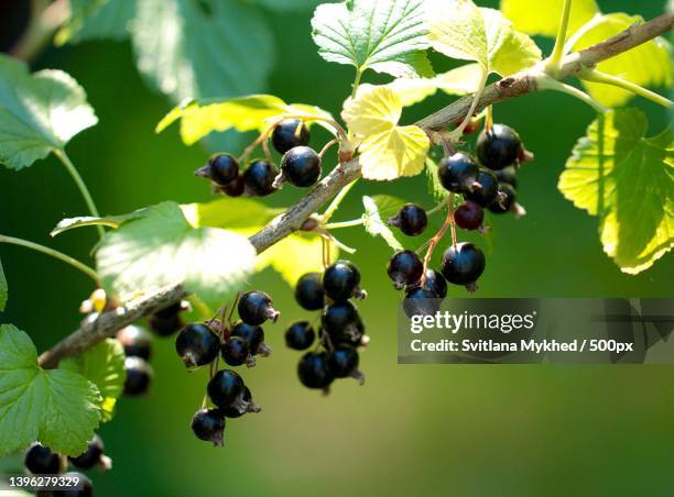 close-up of berries growing on tree - black currant stockfoto's en -beelden