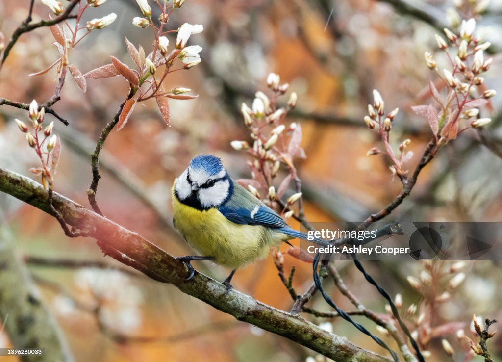 A Blue Tit, Parus Caeruleus, in a bush in an Ambleside garden, UK.