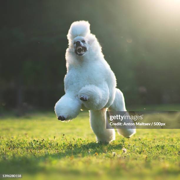 close-up of standard poodle running on field - プードル ストックフォトと画像