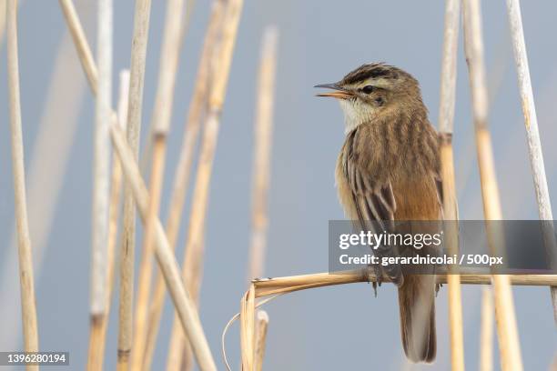 close-up of songwarbler perching on cable - sedge warbler stock pictures, royalty-free photos & images