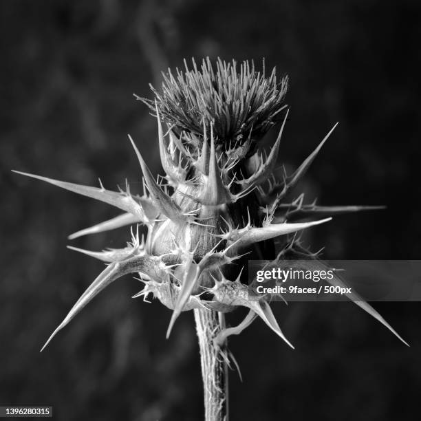 close-up of thistle,spain - green spiky plant stock pictures, royalty-free photos & images