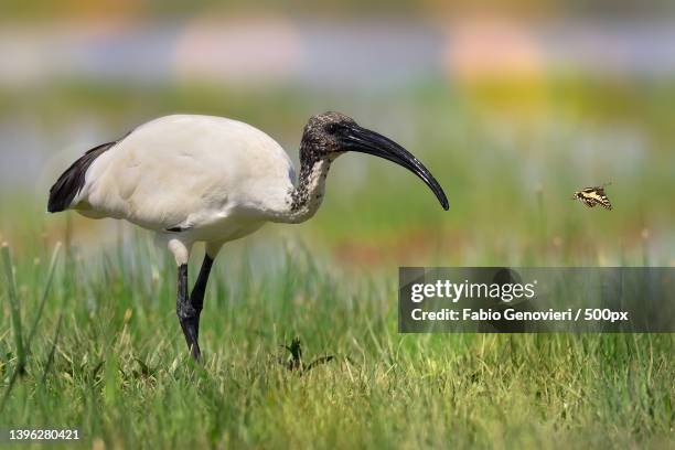 close-up of ibis perching on grassy field - ibis stock-fotos und bilder