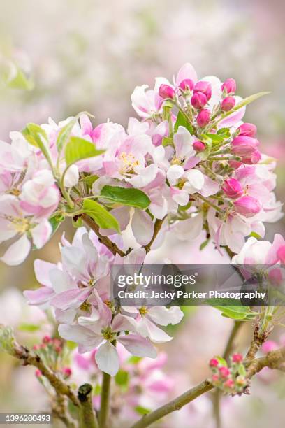 beautiful spring flowering white and pink crab apple blossom also known as malus sylvestris - apple blossom stock pictures, royalty-free photos & images