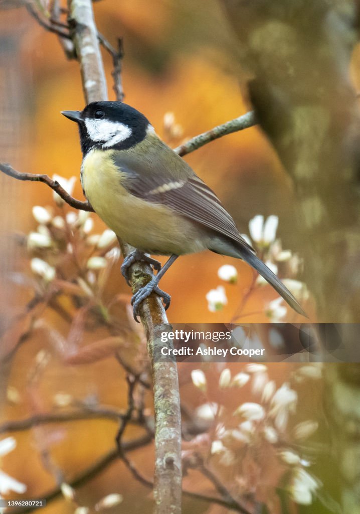 A Great Tit, Parus major, in a bush in an Ambleside garden, UK.