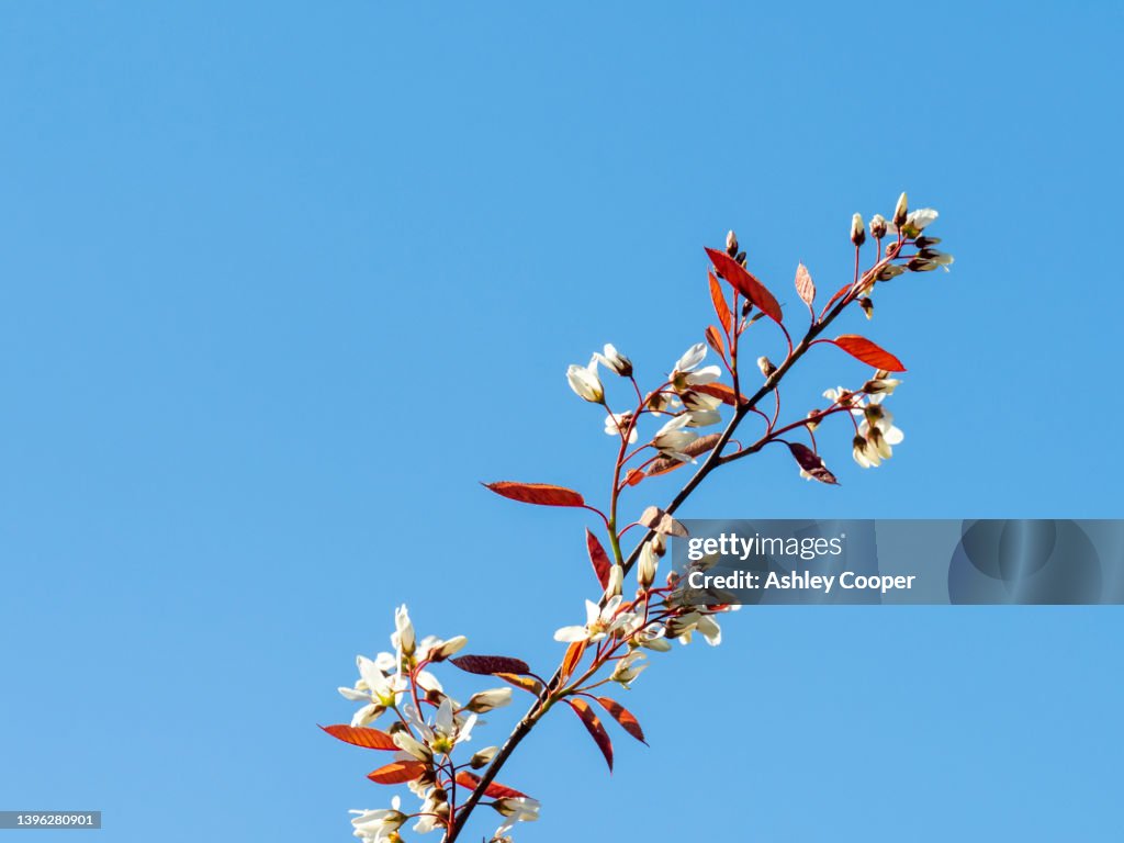 A flowering Amelanchier in an Ambleside garden, UK.