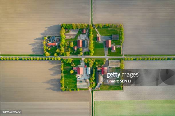 aerial view of the colorful tulip fields and farmhouses in noordoostpolder part of netherlands - noord holland landschap stockfoto's en -beelden